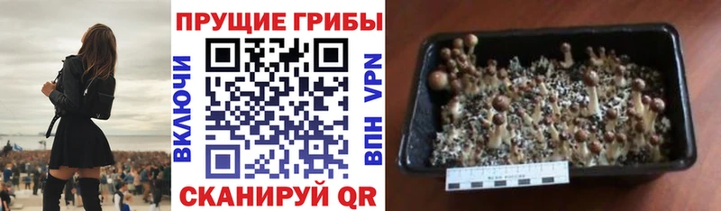 Галлюциногенные грибы ЛСД  Ахтубинск 